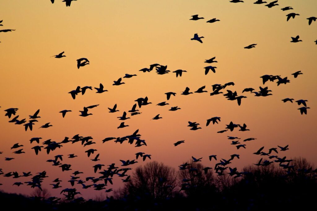 Birds are flying in sky